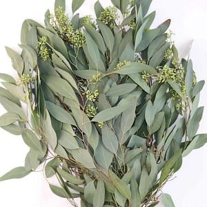 hojas de Eucalyptus mercadona