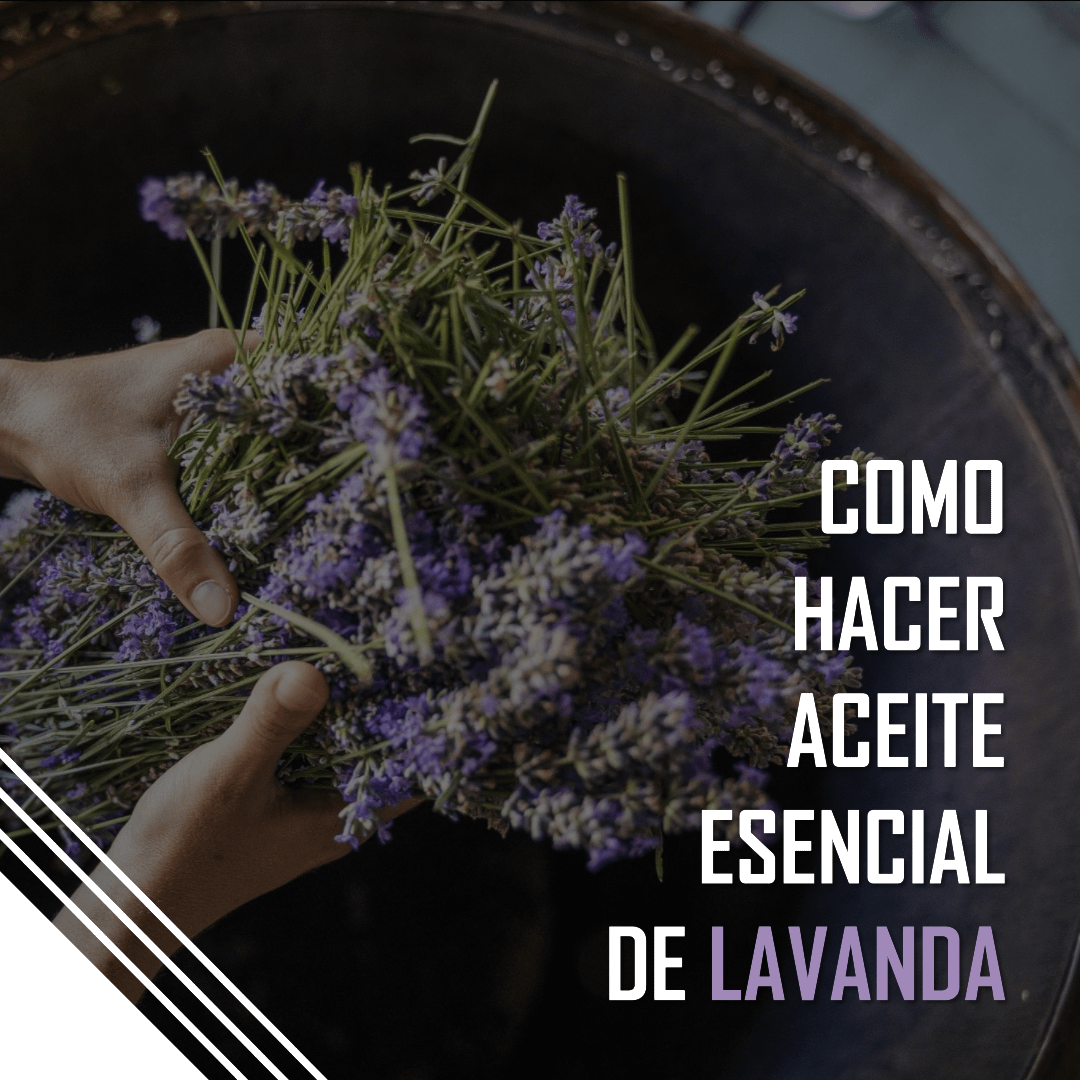 C Mo Hacer Aceite Esencial De Lavanda En Pasos Recetas Diy